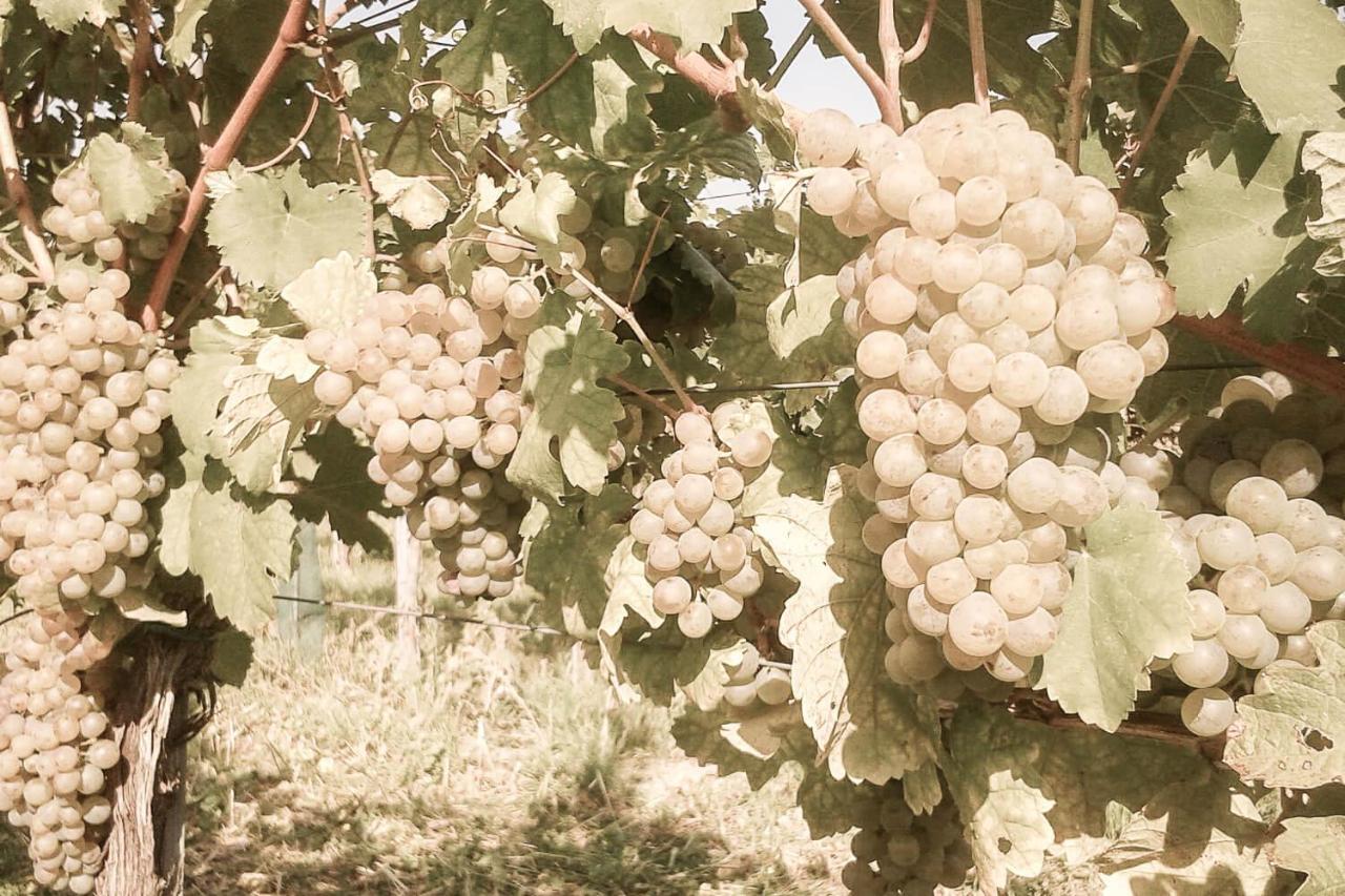 Ferienwohnung Am Weingut Eisenbock Strass  Екстер'єр фото